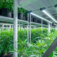Cannabis Cultivation & Processing